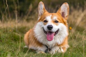 ウェルネスダイニングのダイエットに関する口コミはどこで見つけられる？