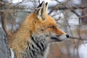 ナッシュをやめた理由とは何ですか？