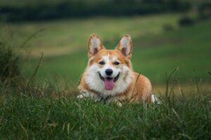 ウェルネスダイニングで成功するダイエットの秘訣は？