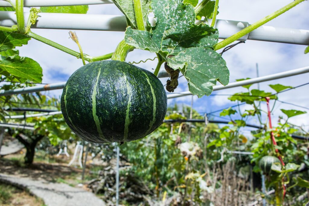 食べて痩せる宅配弁当の初回注文が安い理由は？